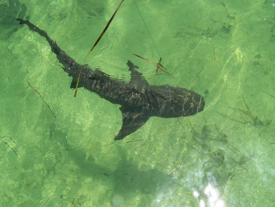 One of 5 lemon sharks caught and released