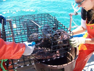 Fish trap with fish inside