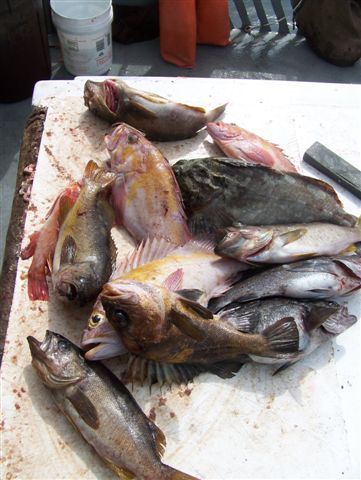 Quality Farallon Island Rockfish