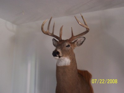 8 point taken with bow