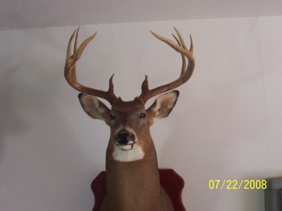 11 point taken with bow