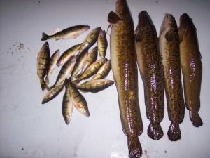 Perch/Burbot