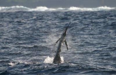 Jumping sialfish, Batman!