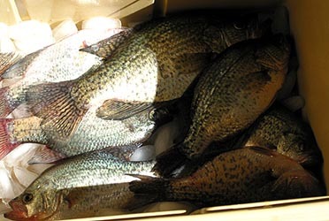 Crappie Fishing Continues To Improve