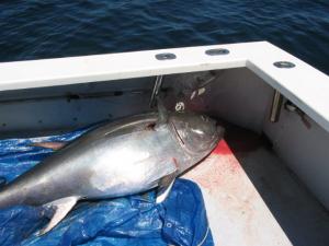Bluefin Tuna-Amanda marie