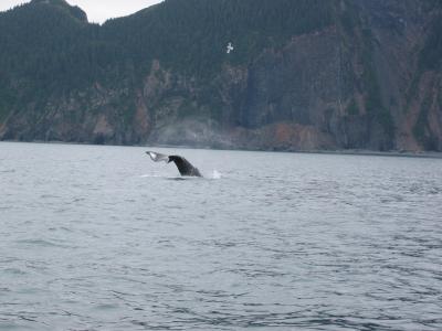 Brief Glimps of a Humpback