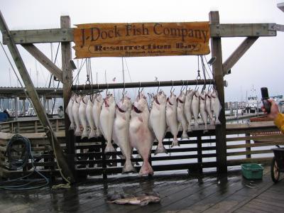 Plenty of Halibut