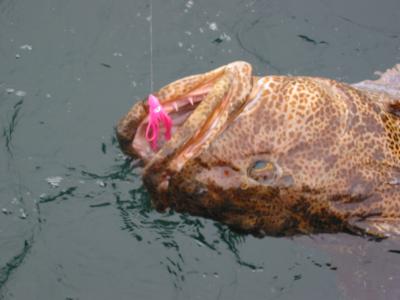 Ling Cod at the Boat