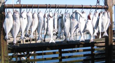 Kings and Halibut