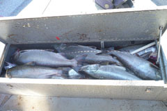 A fish box full of fresh bright salmon!