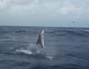 Sailfish Air Born