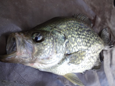 One of Several Slab crappie ALL RELEASED!