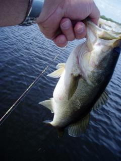 Typical Garcia Sized Bass
