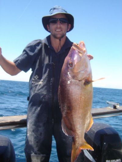 7.5 kg Copper Steenbras