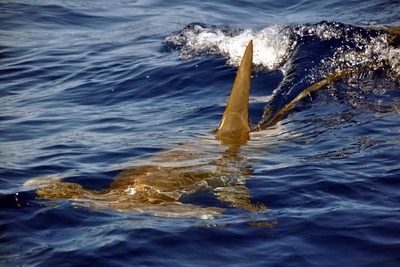 Hammerhead Shark