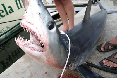 Shortfin Mako Shark