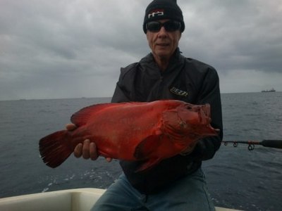 Tomato Rockod (Grouper)