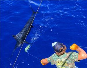 marlin 1..already a great day! est 200#