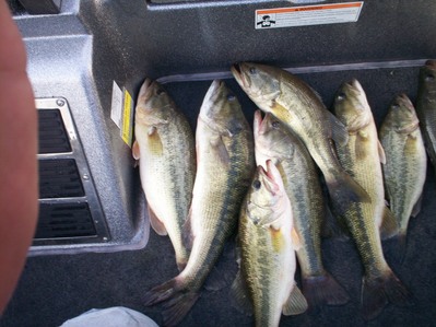 All of these Guntersville lake bass (some 6 pounds), were released alive!