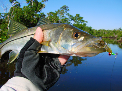 Snook on Clouser