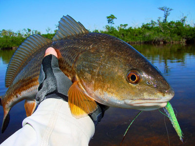 Redfish on Super Hair Clouser