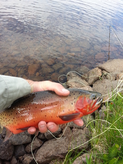 Nice Cutthroat Trout.