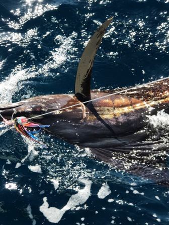 Durban Sailfish