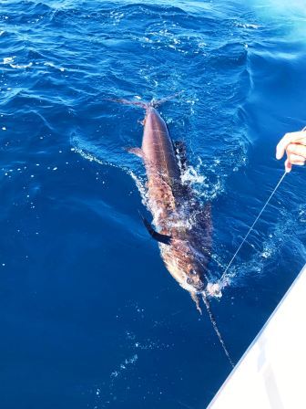 Durban Sailfish