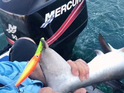 Hammer Head Shark off Durban