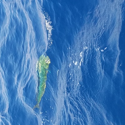 puerto vallarta fishng charters