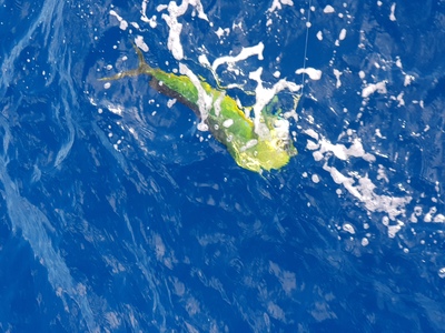 mahi - mahi fishing Puerto Vallarta