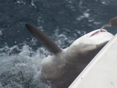 Black Tip Shark 150Kg (330lbs)