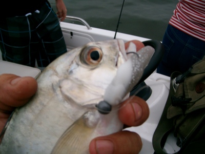 King Fish on Drop Shot