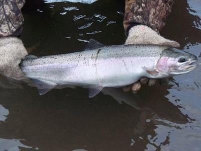 Another smaller released Steelhead on size 14 hook