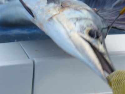 Ft Lauderdale Fishing Report