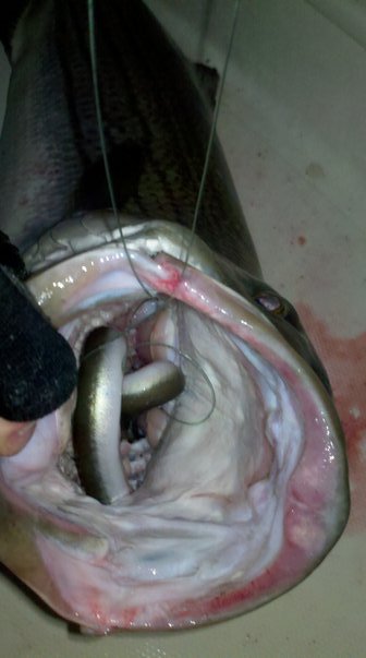 This bass ate two of our eels, talk about aggressive!