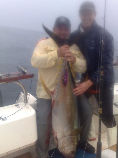 An 80kg monster yellowfin tuna