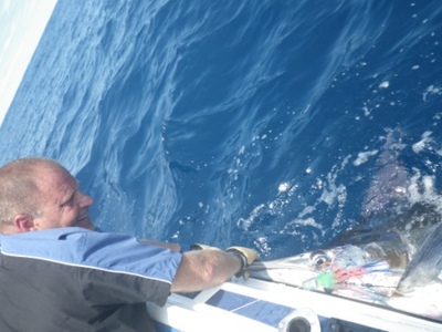 Blue Marlin at the boat offshore Durban