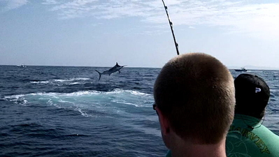 A Black Marlin going nuts after the hookup!