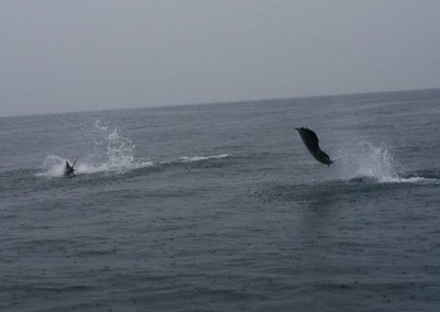 Sailfish hooked