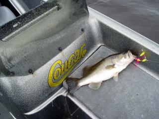 Clients should expect to catch a bunch of bass this size.