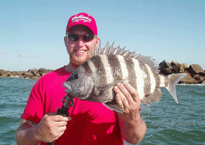 6 pound Sheepshead from today