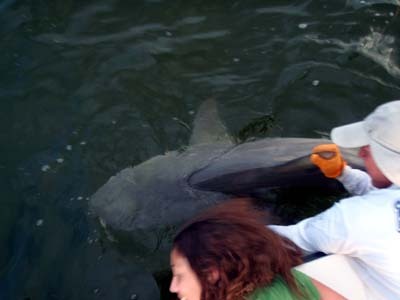Seven Foot Lemon Shark caught in Charlotte Harbor