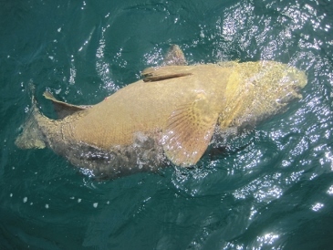 400 lb goliath, released while submerged