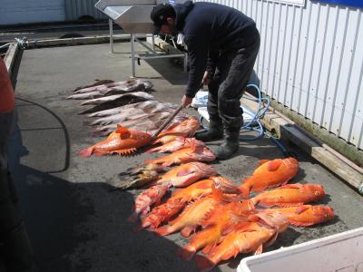 Good day Bottom Jigging