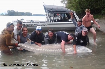 450 lbs of big game sturgeon fishing!