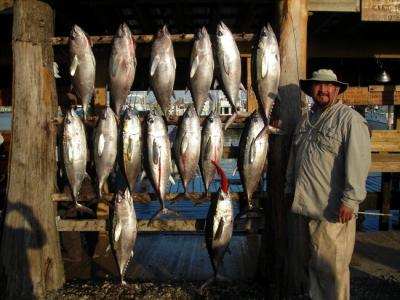 Plenty of Blackfin tuna