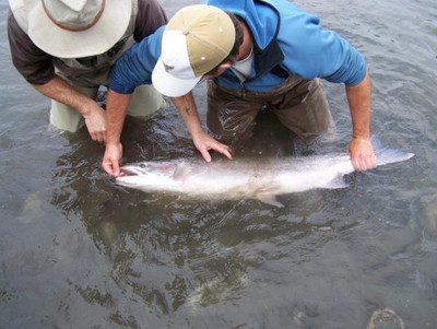 fly fishing skeena river steelhead
