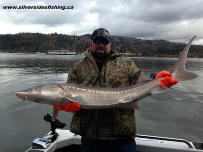 4ft Fraser river Sturgeon is a little guy