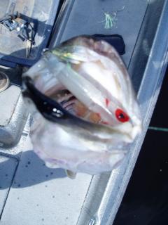 They eat the whole thing!